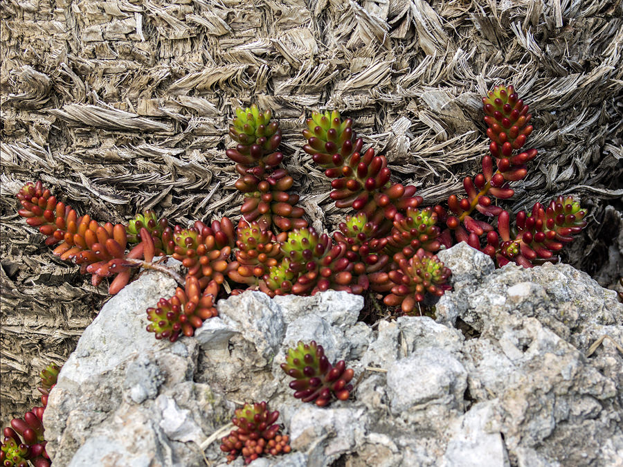 Sedum rubrotinctum